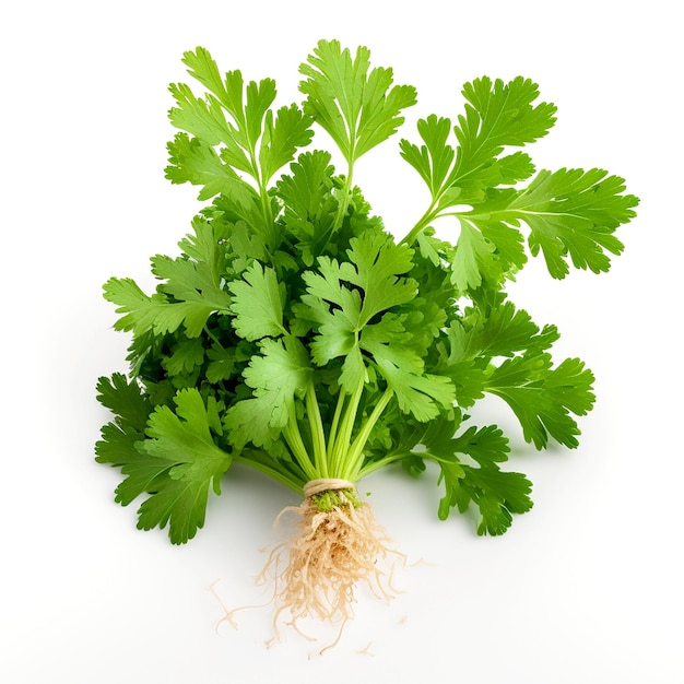 A bunch of parsley with the roots sticking out of it