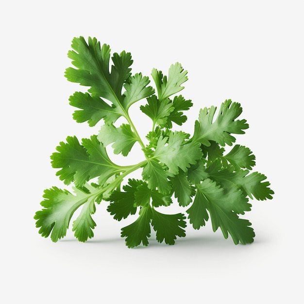 A bunch of parsley with the word parsley on it