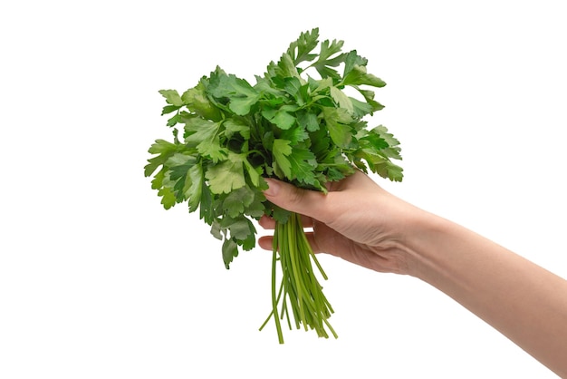 A bunch of parsley in woman hand isolated on white background