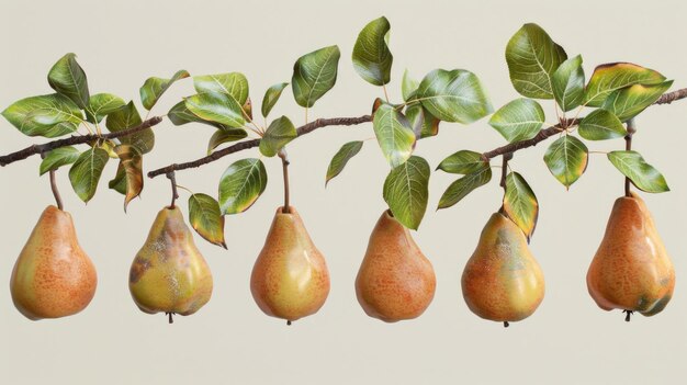 Photo a bunch of pears hanging from a tree branch