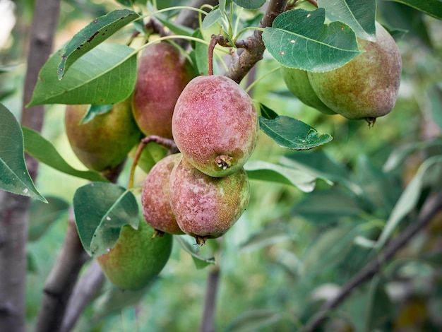 A bunch of pears in the tree