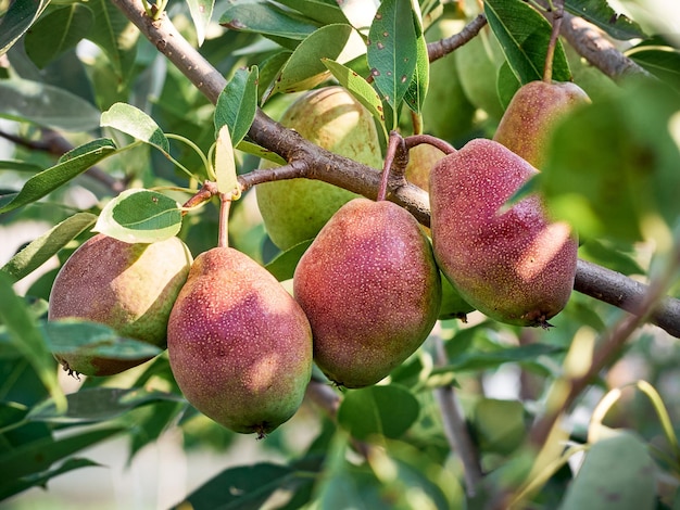 A bunch of pears in the tree