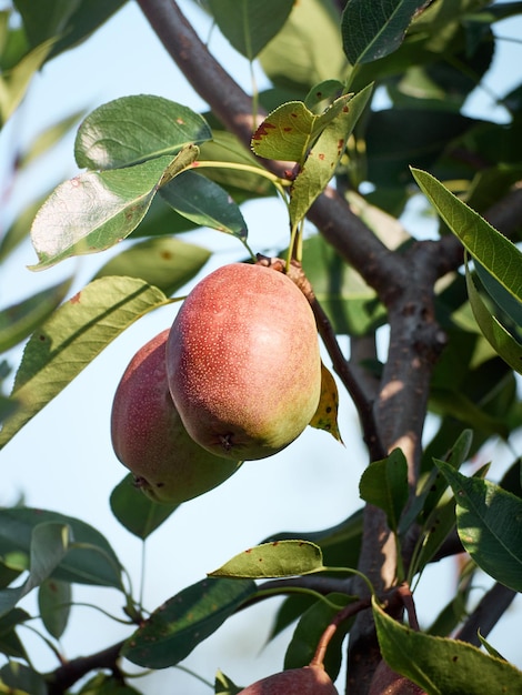 A bunch of pears in the tree