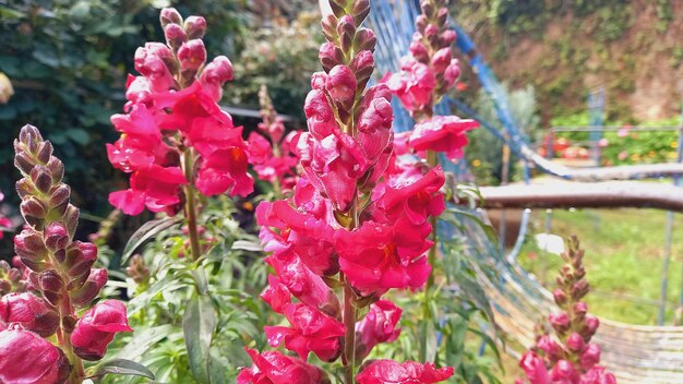 a bunch of pink flowers that are in a garden