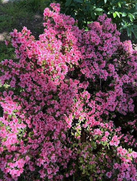 a bunch of pink flowers that are outside