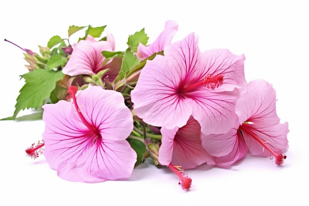 A bunch of pink flowers with green leaves on a white background