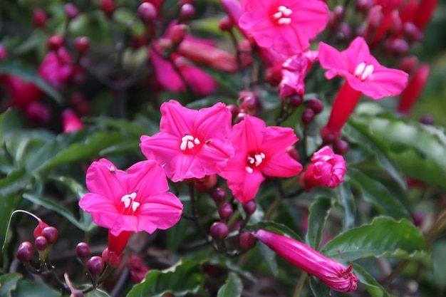 Photo a bunch of pink flowers with white spots on them