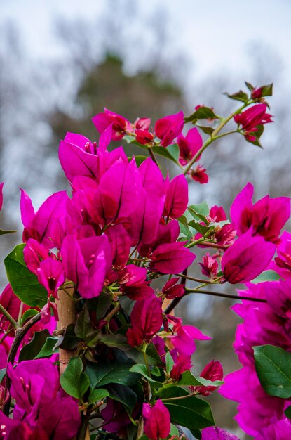 A bunch of pink flowers with the word la jolla on the top bougainvillea