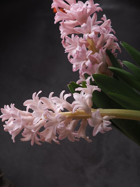 A bunch of pink hyacinth flowers are hanging from a plant.