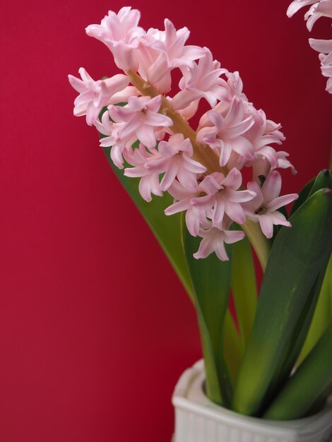 A bunch of pink hyacinth flowers are on a red background.