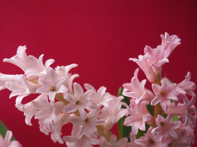 A bunch of pink hyacinth flowers with the top left corner of the picture.