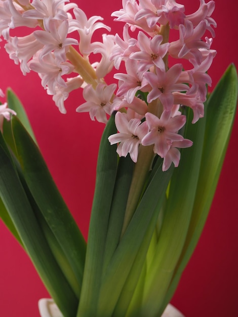 A bunch of pink hyacinth flowers with the word hyacinth on it