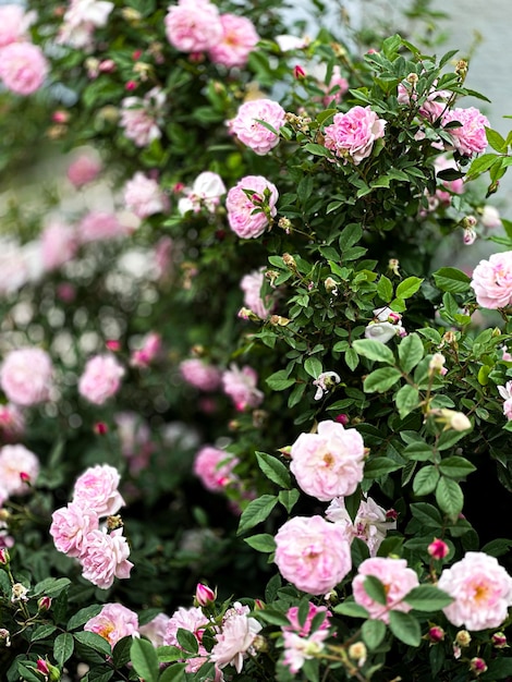 Photo a bunch of pink roses are in a pot with a white flower in the background