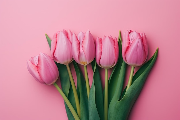 A bunch of pink tulips on a pink background