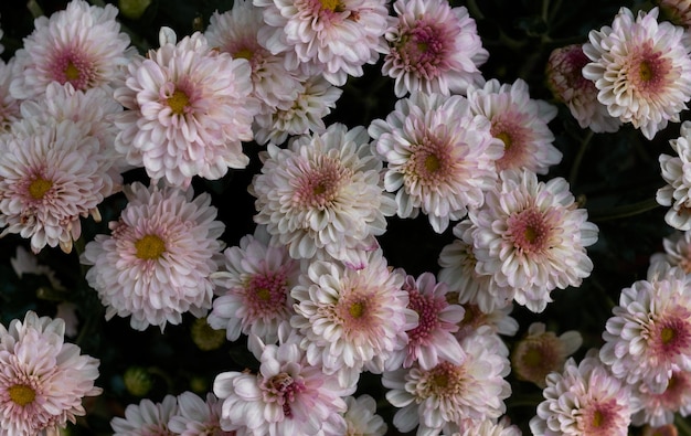 Photo a bunch of pink and white flowers with yellow centers