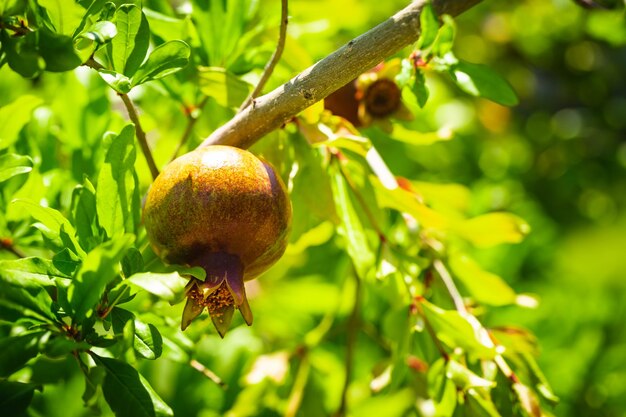 Bunch of pomegranate fruit growing on a tree in the garden