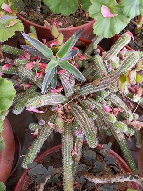 A bunch of potted plants with green leaves and a small cactus.