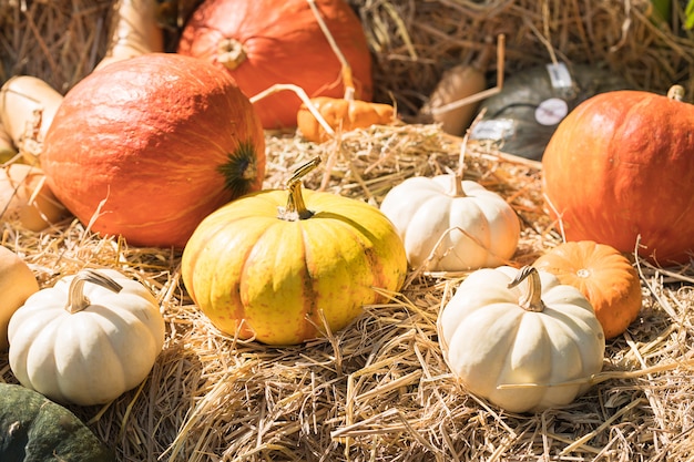 Bunch of pumpkins for sale