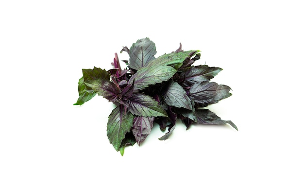 Bunch of purple Basil leaves.