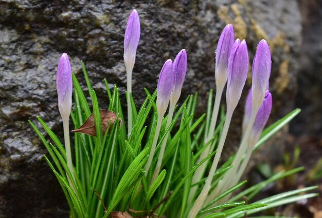 A bunch of purple crocus flowers are growing in front of a rock