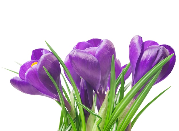 A bunch of purple crocus flowers with green stems.