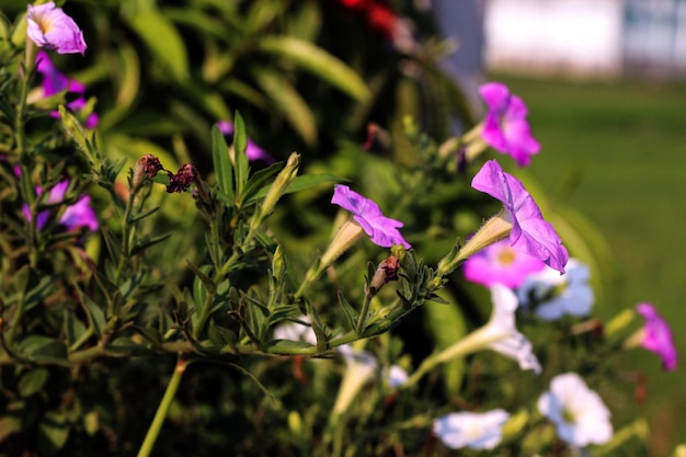 A bunch of purple flowers are in a garden with a green bush in the background.