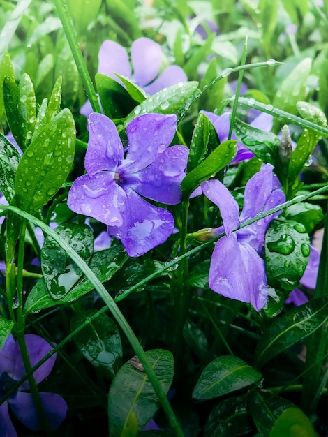 A bunch of purple flowers in the grass