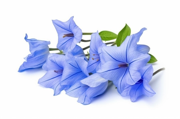 A bunch of purple flowers on a white background