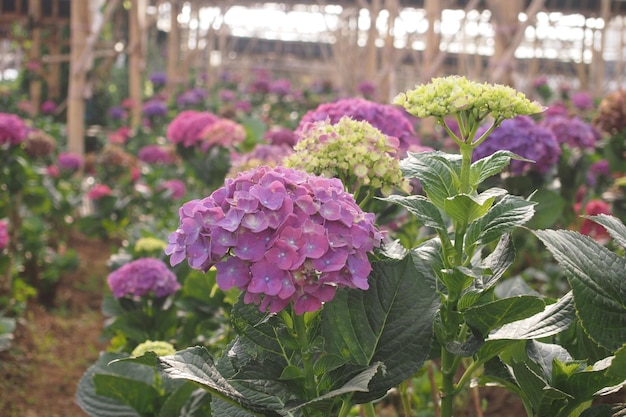 A bunch of purple flowers with green leaves and yellow flowers.