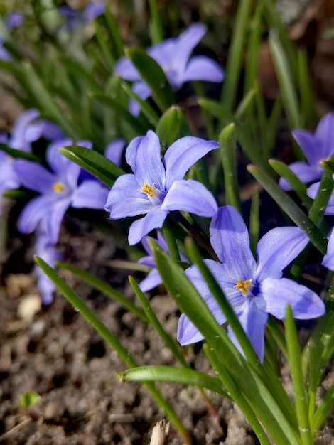 Photo a bunch of purple flowers with the middle one on the bottom.