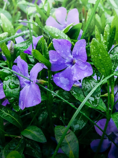 A bunch of purple flowers with the raindrops on them