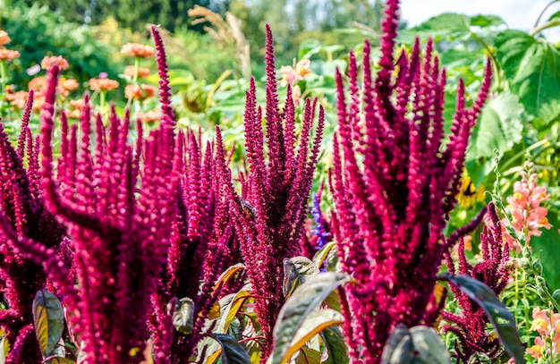 A bunch of purple flowers with the word " agave " on the top.