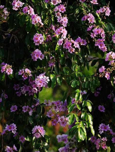 A bunch of purple flowers with the word " dandelion " on the side.