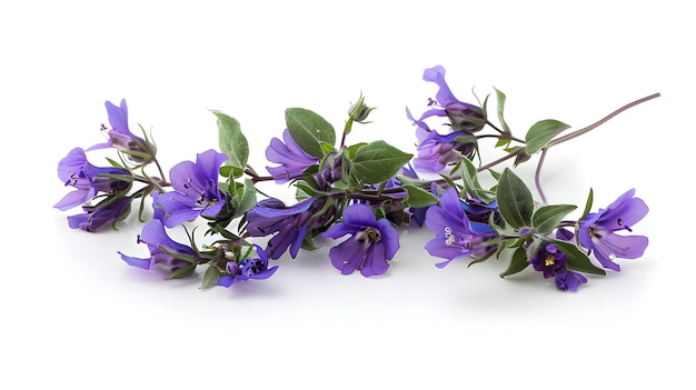 a bunch of purple flowers with the word  on it