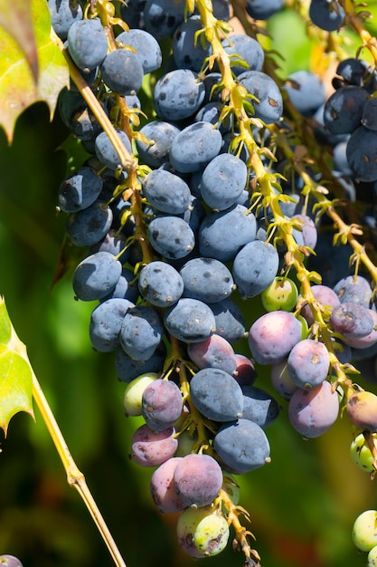 A bunch of purple mahonia berries