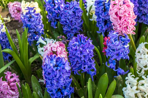 Photo a bunch of purple and pink hyacinth flowers