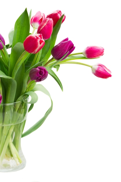 Bunch of purple  tulip flowers   close up   isolated on white background