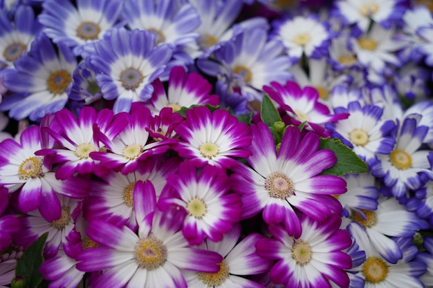 a bunch of purple and white flowers with the word  h  on the bottom