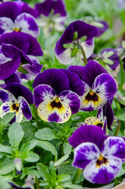 Photo a bunch of purple and yellow pansies are in a garden.