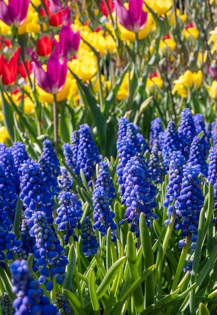 A bunch of purple and yellow tulips are in a garden.