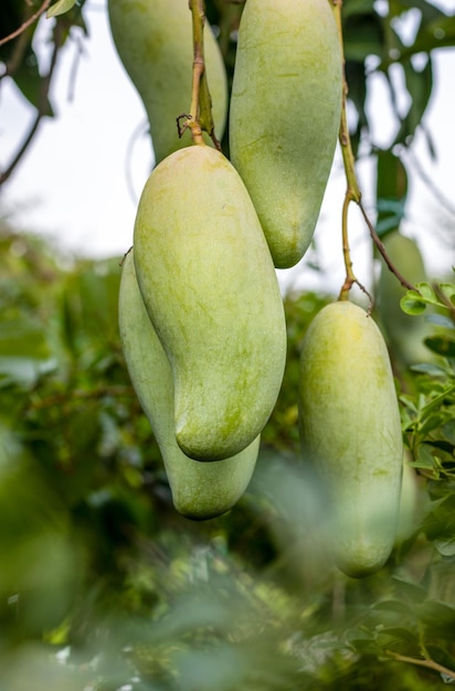 A bunch of raw green mango hanging in the garden close up shot