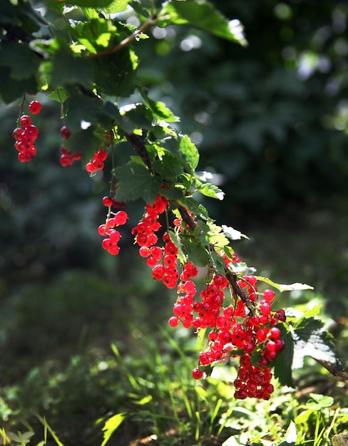 A bunch of red currants on a branch in the garden on a sunny day