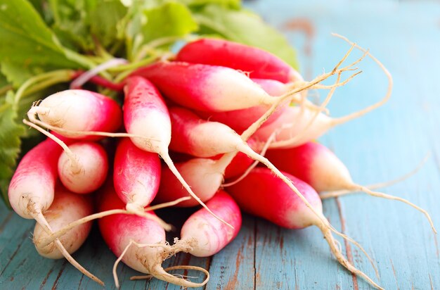 Bunch of a red garden radish with green leaves