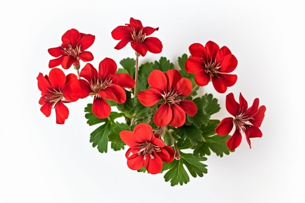 A bunch of red geraniums in a pot on a white background