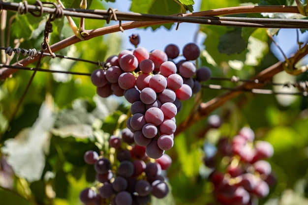 Bunch of red grapes on a vine with green leaves around