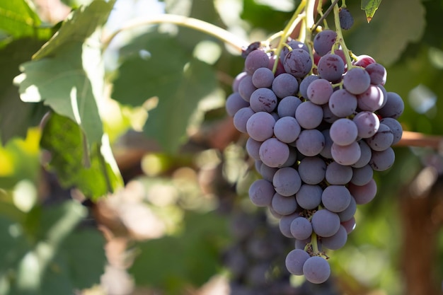 Bunch of red grapes on a vine with green leaves around