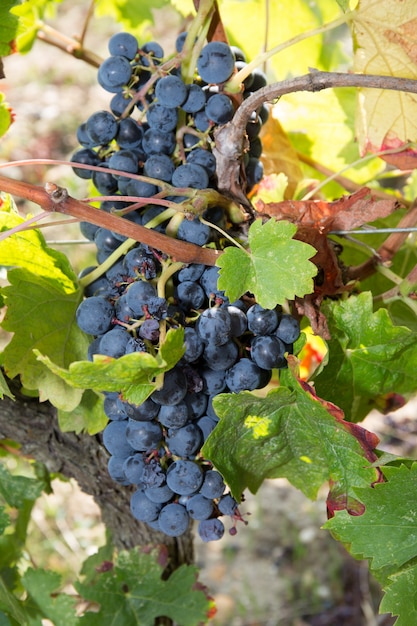 Bunch of red grapes on the vine with green leaves