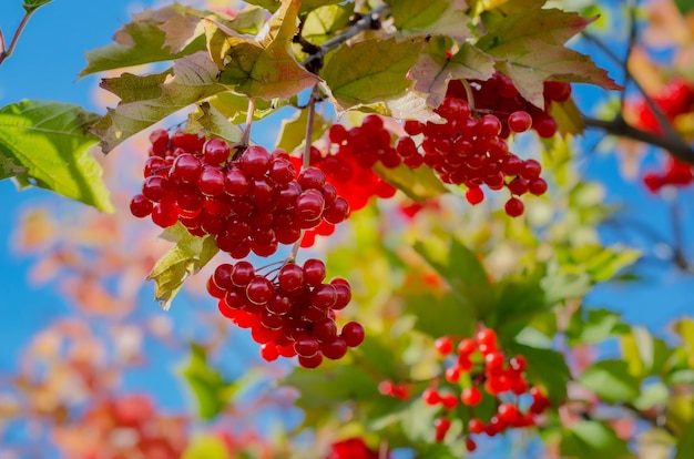 A bunch of red juicy berries hanging on a branch