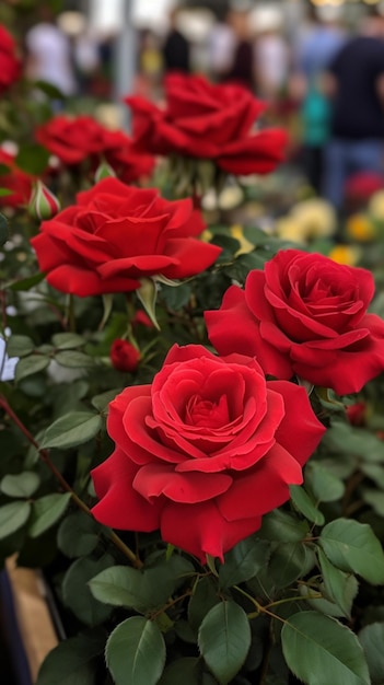 A bunch of red roses in a garden