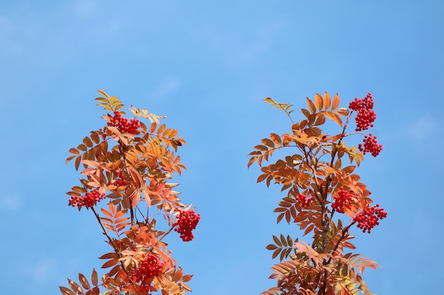 bunch of red rowan with red berries and colorful leaves in autumn. 